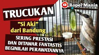 MENGGIURKAN TRUCUKAN Si Aki dari Bandung Sering Prestasi BEGINILAH PERAWATANNYA | Ropel Mania