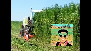 Smart & Sustainable Communities - Industrial Hemp