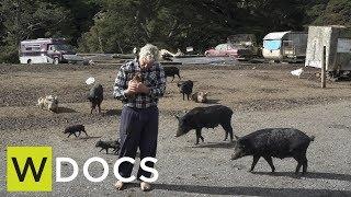 Wireless Docs: Pig Man