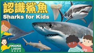 All about SHARKs for Kids in CHINESE 認識鯊魚｜Ocean Animals 認識海洋動物 | 學中文 大白鯊 鯨鯊 錘頭鯊 黑鰭鯊