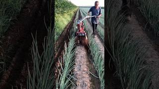 Machine for sowing onion in the field#khedut #machine #pyaj #shorts #trend