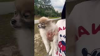 Walking #princess #jesse #pomeranian #furbaby #cute #dog #puppy #sweet #walking #relaxing #shorts