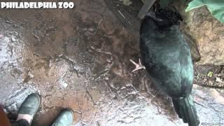 Philadelphia Zoo Curassow - Walking with Gertie