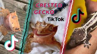 Crested Geckos | TikTok Compilation 2022