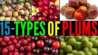 15 Types Of Plums / Catagory Of Plums / Plums Cultivation / Differen types of Fruits / Plums Plums