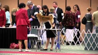 13 Oct 2012 - NSCA National Specialty Junior Showmanship Classes