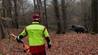 STRONG pack in the Silvesterhecke | Last driven hunt for wild boars in 2024 (Copterpro Jagd)