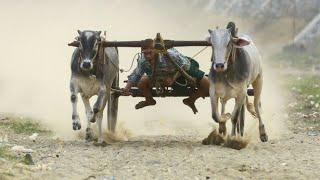 Bull race in Haryana || very funny video || funny running video || music complex ||