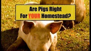 Are Pigs Right For Your Homestead~