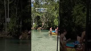 Tree Jumping In The Weeki Wachee River In Florida.