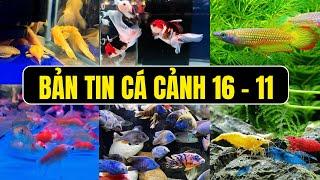 Bản Tin Cá Cảnh Ngày 16 - 11 - Các Dòng Cá Cảnh Đẹp Ở Cá Cảnh Thủy Sinh Trung Tín