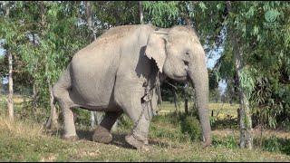 An Elephant Who Barely Walk, "Daothong" She Now Runs Happily - ElephantNews