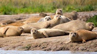 ZSL: Working for wildlife in 2016