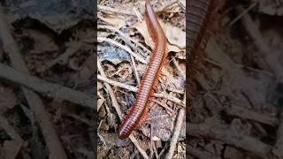 kida makoda snake video #trend #viralvideo #millipede 4k video#snailhunter