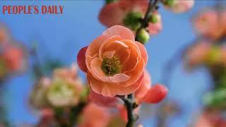 The flowering quince ushered in its best blooming period, blushing with pink-red beauty.