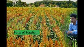 Lecture 4 Pests of Sorghum