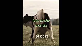 ITS THE FIRST OF THE MONTH #september #cows #edit