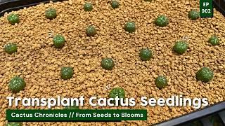 How to Acclimate & Transplant Cactus Seedlings / Cactus Chronicles Ep. 02