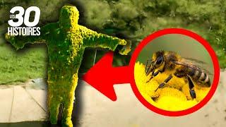 200 000 abeilles recouvrent son corps  - Les histoires insolites