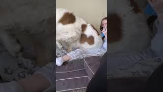 Big Dog Cuddles #cutedog #cuddles #shortsvideo #dogshorts #dogsofyoutube