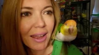 Nightly Routine With My Parrots | Bird Care | Diet