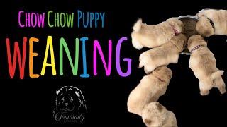 Weaning My Chow Chow Puppies