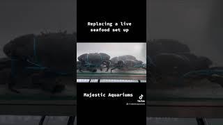 Majestic Aquariums do quality live seafood set ups!