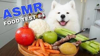 Dog Reviews Different Types of Food | Maya Monch Mission #4
