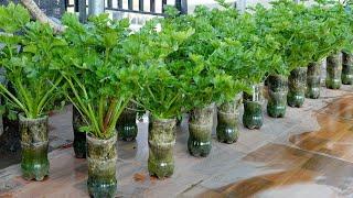 Growing Celery is very simple with just a few small plastic bottles and lush vegetables