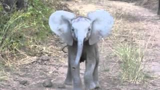 Elephant Calf Charging