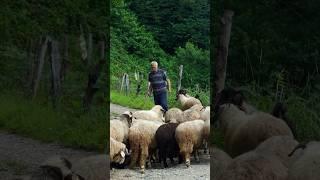 Above the Clouds in the Black Sea: Nature’s Magic #shorts