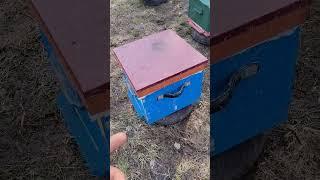 Какой материал для улья лучше? Современный ППС/ППУ или деревянный?#bee #мёд #пасека #алтай #пчеловод