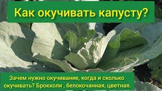 Как окучивать капусту. Зачем окучивать капусту. Окучивание капусты в открытом грунте