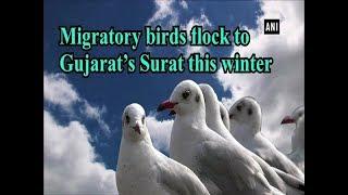 Migratory birds flock to Gujarat's Surat this winter