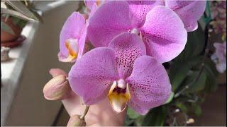 Transplanting Butterfly Orchid Blue Orchids