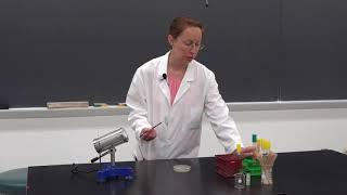 Aseptic Bacteria Transfer - Techniques Demonstration