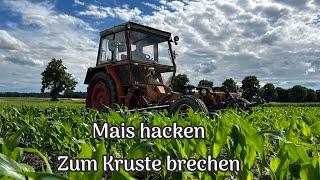 Mais hacken  Fendt GT 275 mit Hacke, Mechanische Unkrautbekämpfung, Kruste Brechen