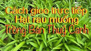 #239.Cách gieo trồng hạt rau muống trực tiếp cực nhanh, chỉ cần bạn nghe cách làm qua nói 15' là OK.