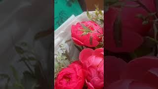Букет пионов с доставкой в Ростове на Дону #цветы #ростовнадону #ростов #ростовбукет #Pion