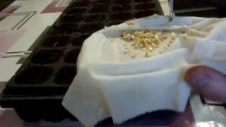 Как я выращиваю рассаду перцев и баклажан