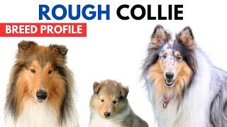 Rough Collie Breed Profile History - Price - Traits - Rough Collie Grooming Needs - Lifespan