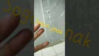 sogon jinak calon juara