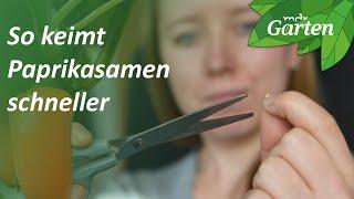 Experiment: So keimen Paprikasamen schneller | MDR Garten