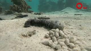 Sea Cucumbers feeding