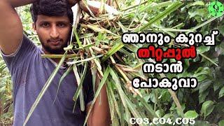 തീറ്റപ്പുൽ വളർത്താൻ ആഗ്രഹമുണ്ടോ|CO3|CO4|CO5|Theetapul Krishi|CJ Farms|Silage