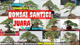 INSPIRASI BONSAI SANTIGI UNIK & JUARA ||  PAMERAN BONSAI NASIONAL BUMI JENGGOLO SIDOARJO