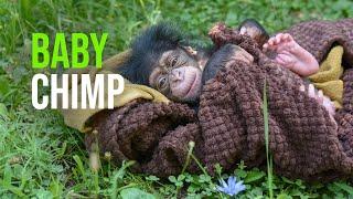 Maryland Zoo Announces Name of Baby Chimp