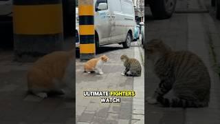 The Most Dangerous Cat fight i ever seen.#cat #catfight #pets #catlover #shorts #animaljunkie