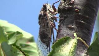 Nel (mio) Regno degli animali: Cicala - Lyristes plebejus - Cicada - FULL HD