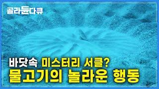 수많은 다이버와 생물학자들의 궁금증을 자아낸 바닷속 정교한 '미스터리 서클'의 비밀! 범인이 바로 너?│#흰점무늬복어│다큐프라임│#골라듄다큐